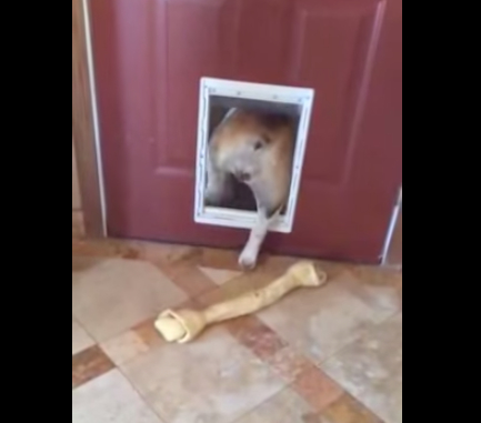 可爱法国斗牛犬,斗牛犬为什么咬东西不松口