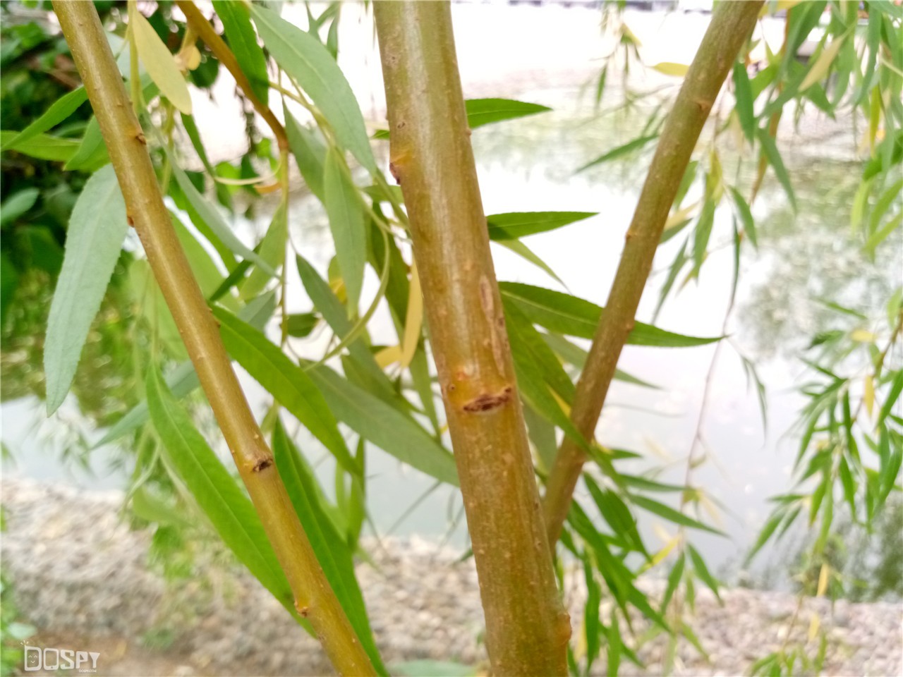 金立s8报价多少,金立s80性能