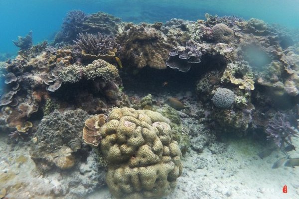 珊瑚海日本,陪你去看海底世界