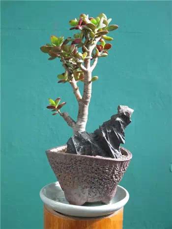 红梅多肉悬崖桩老桩,多肉老桩怎么养