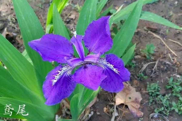 趣谈英文花名,趵突泉山大校区春天