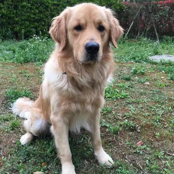 上海领养猫公益,上海领养狗狗店