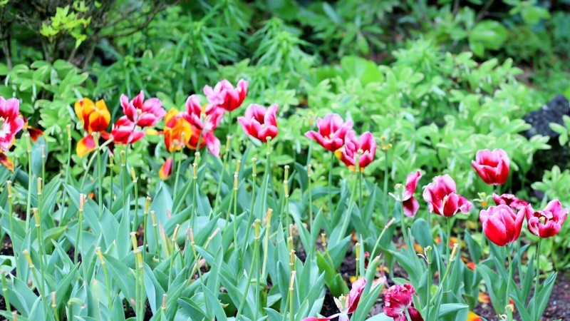 全过程记录,揭秘廉价济州岛跟团游背后的真相