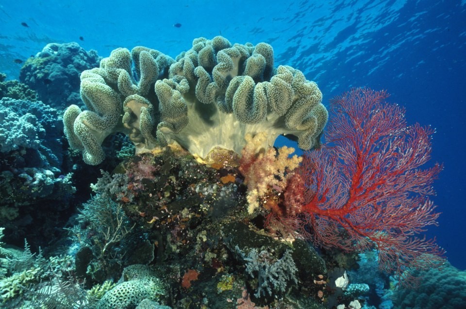 帕劳旅游报价携程,帕劳深度旅游攻略