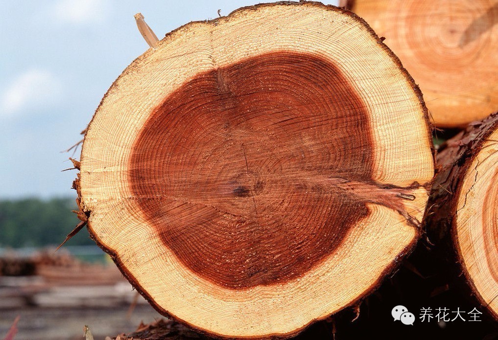 冷知识干货科普植物 (植物大战僵尸2冷门知识)