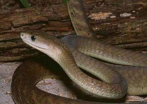 眼镜王蛇对世界上移动速度最快的第二大毒蛇黑曼巴，棋逢对手啊