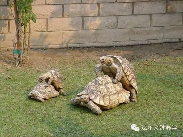 达尔文的象龟,达尔文进化岛最终进化形态