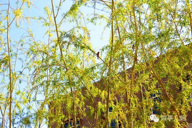 包钢三中真的要改名吗,包钢三中整体成绩怎么样