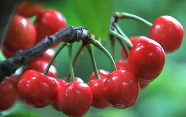 五一假期快来农业园摘蓝莓,五一快来摘草莓了