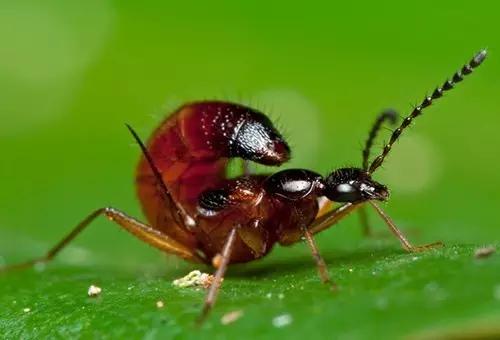 可怕的虫子小学生,恐怖虫子从哪里爬出来