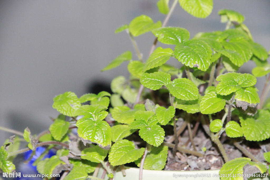 农村有一种草治牙痛特效,有一种草它有致命毒性