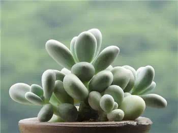 红梅多肉悬崖桩老桩,多肉老桩怎么养