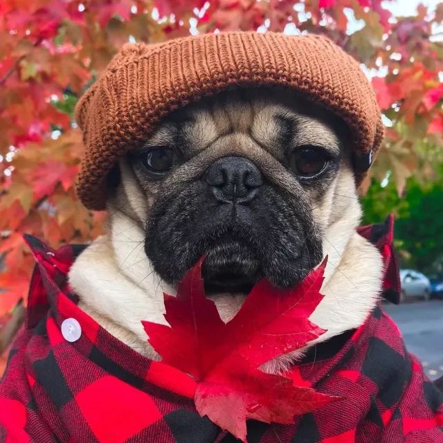 潮狗道格“爷是你无法攀登到的高度”丨每日午间报