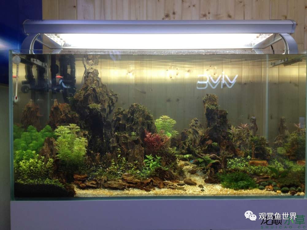 谦虚的新人晒一晒1米缸，“建缸”VS45天后（内涵多张细节图和详解！）