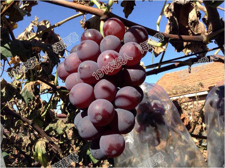 2017葡萄新品种苗,葡萄新品种分析