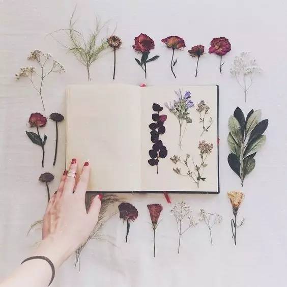 精致手工干花教程,100种干花切法图解