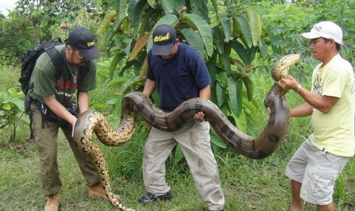 亚马逊绿森蚺纪录片完整版,亚马逊绿森蚺超大视频