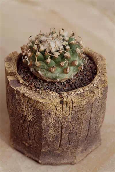 红梅多肉悬崖桩老桩,多肉老桩怎么养