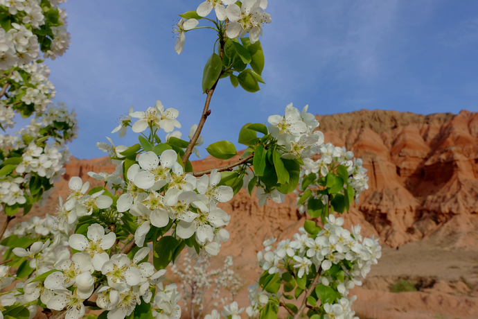 醉美四月天翻唱,醉美贵德
