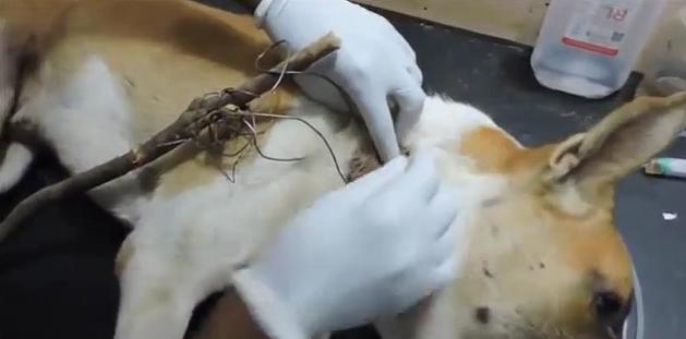 狗狗头上长大脓包是怎么回事,狗狗头部水肿它会自然好吗