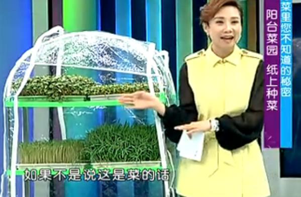 纸上种菜可以种向日葵吗,种菜小窍门两张纸就搞定