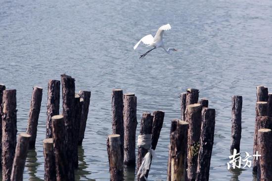 深圳新好玩的免费景点,深圳新出好玩的地方