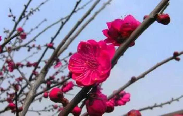 日本梅花品种和中国梅花区别,梅花十大稀有品种哪种梅花最珍贵