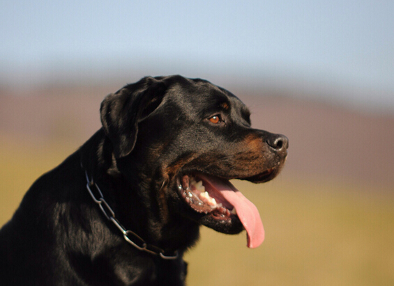犬种百科之德国牧羊犬,犬百科大全