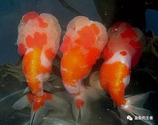 什么样的狮子头金鱼是精品,金鱼中的虎头和狮子头有什么区别