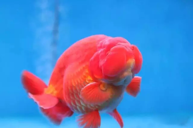 金鱼狮子头鎏金区别,虎头金鱼和狮子头金鱼的区别