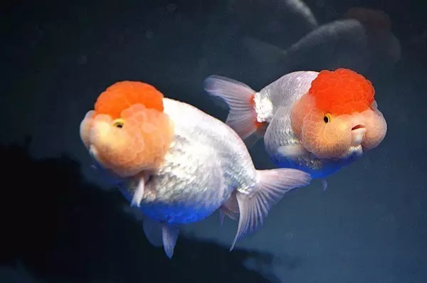 什么样的狮子头金鱼是精品,金鱼中的虎头和狮子头有什么区别