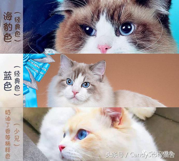 选猫需要问哪些问题,选猫英短重点