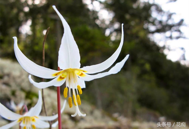 猪牙花的样子 (最漂亮的猪牙花)
