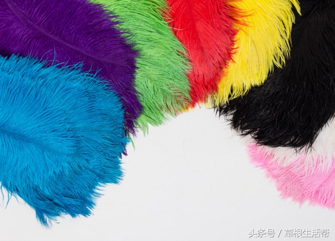 养殖“大笨鸟”，敲开致富门，80后回老家创业成为新一代农场主