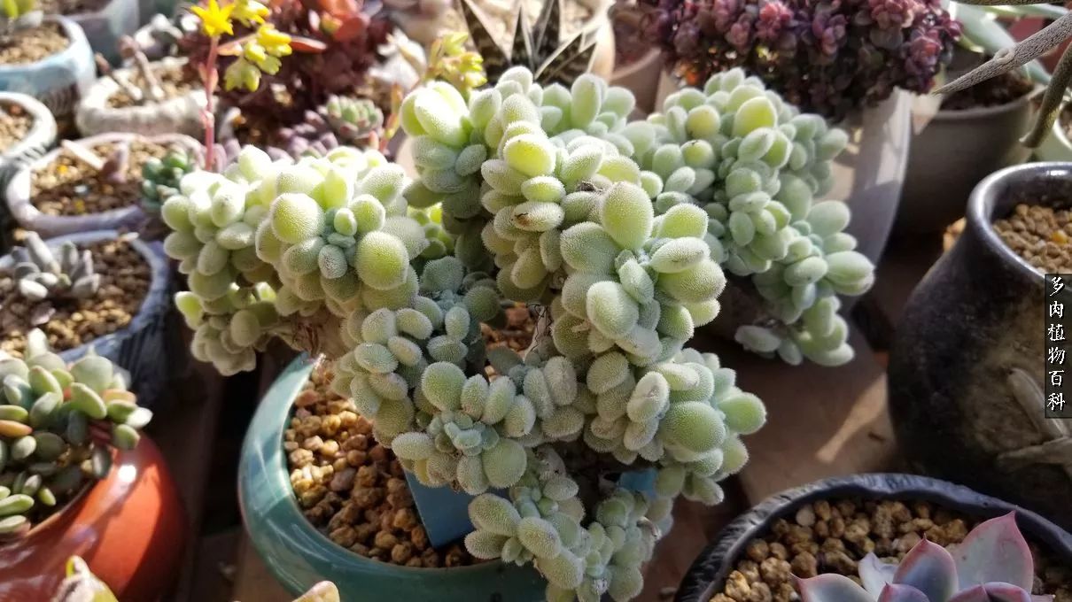 什么元素可以促进多肉生长,多肉修根喷除菌药