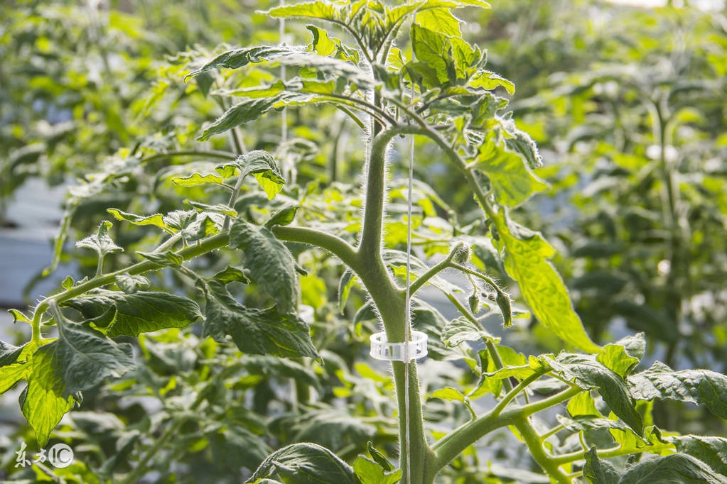 西红柿旺长不膨果如何补救,西红柿疯长不开花