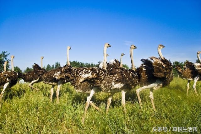 养殖“大笨鸟”，敲开致富门，80后回老家创业成为新一代农场主