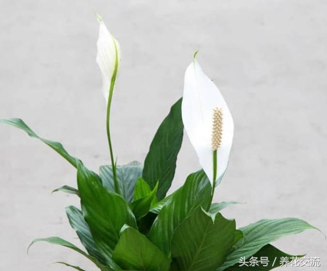 净化室内空气的十大盆栽,适合净化空气好养的绿植