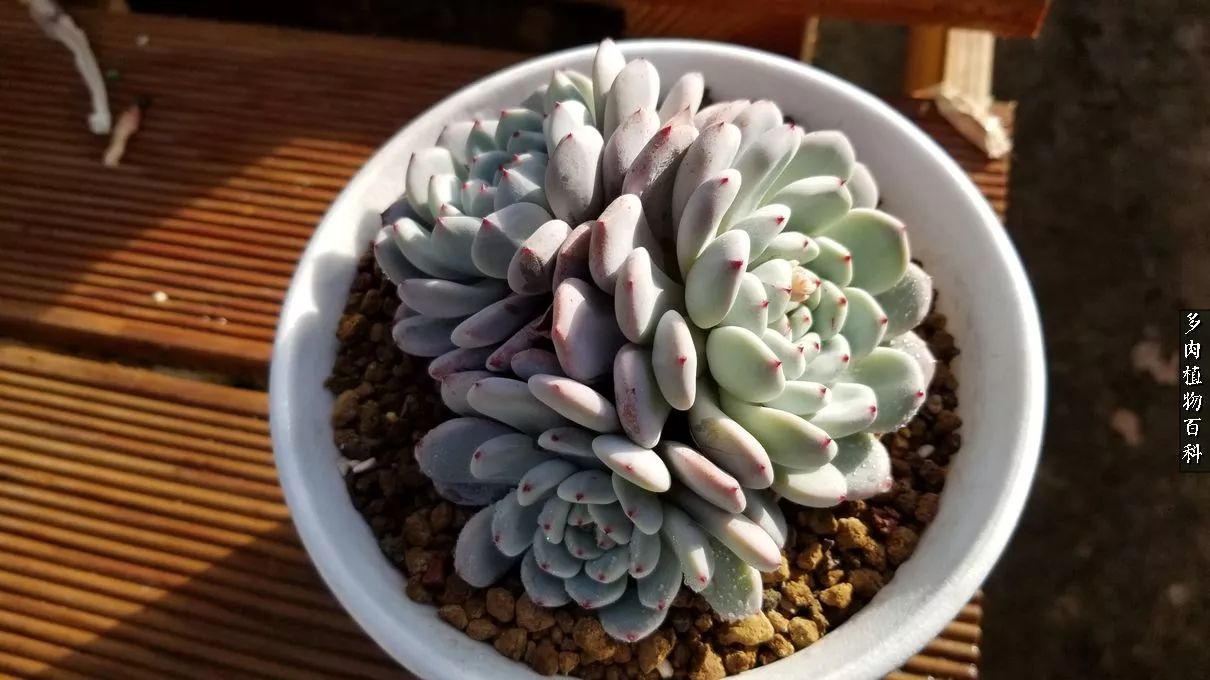 什么元素可以促进多肉生长,多肉修根喷除菌药