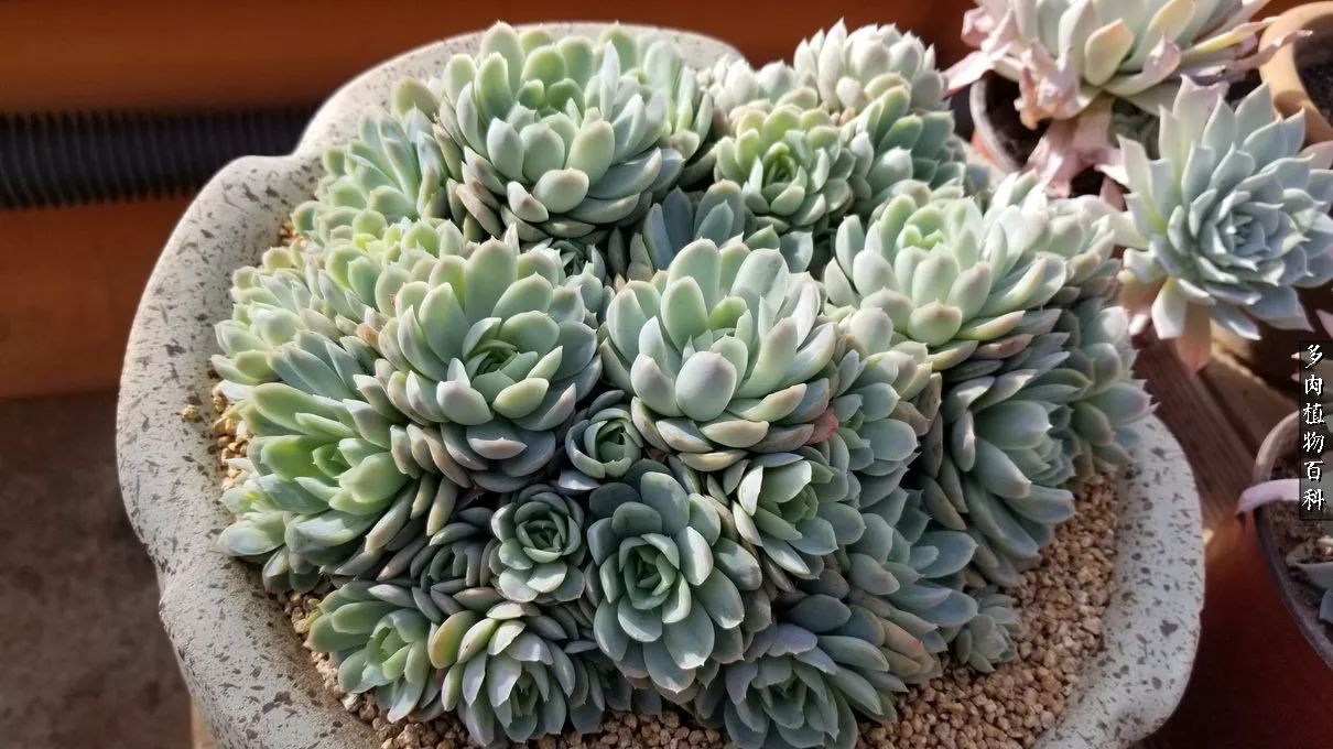 什么元素可以促进多肉生长,多肉修根喷除菌药