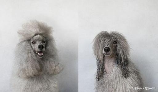 猫咪遇到水是什么样子,猫咪出现了观水现象