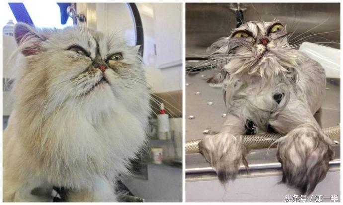 猫咪遇到水是什么样子,猫咪出现了观水现象