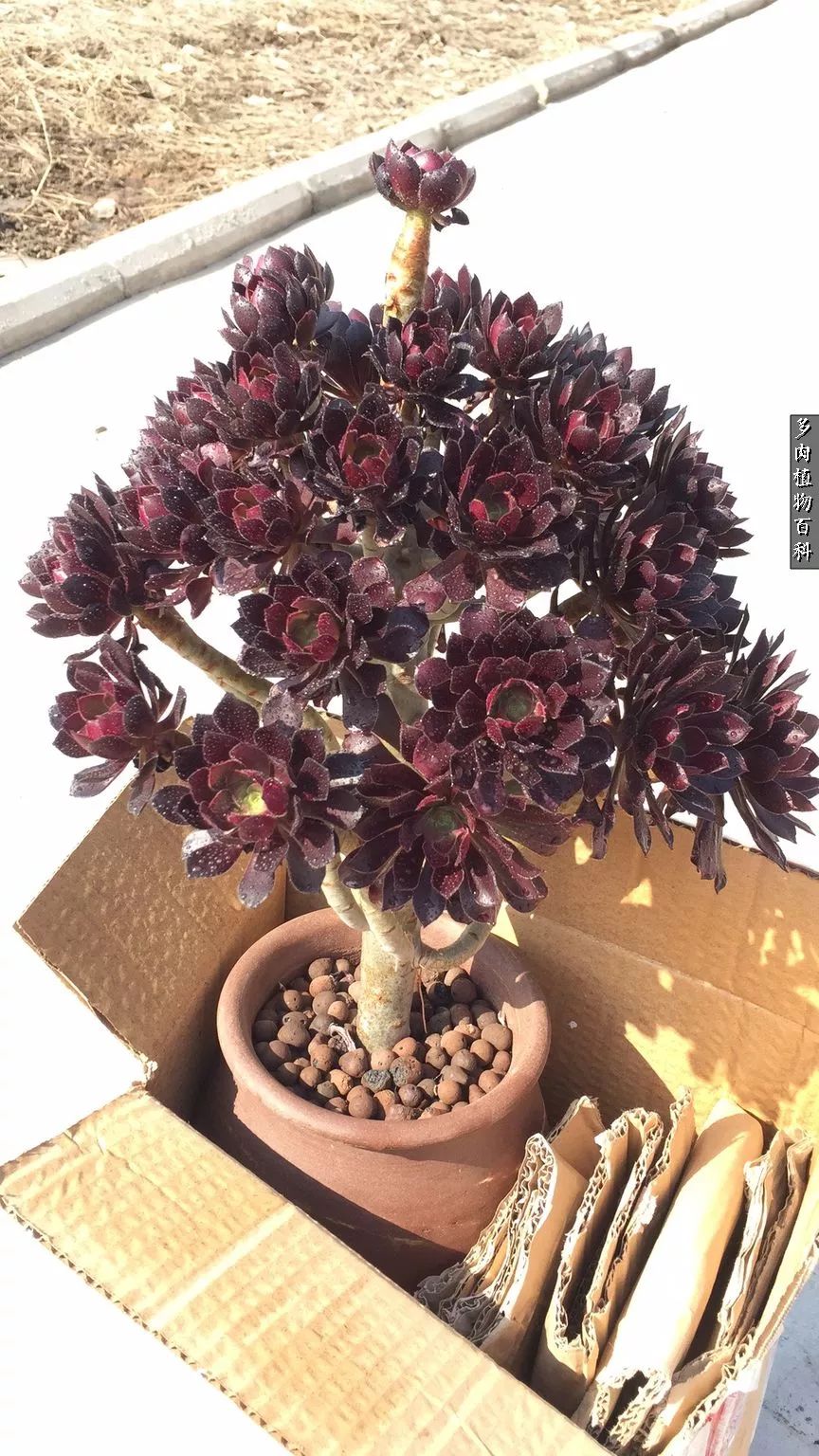 什么元素可以促进多肉生长,多肉修根喷除菌药