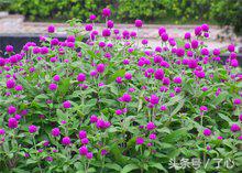 千日红茶做法大全,千日红几月份播种