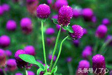 千日红茶做法大全,千日红几月份播种