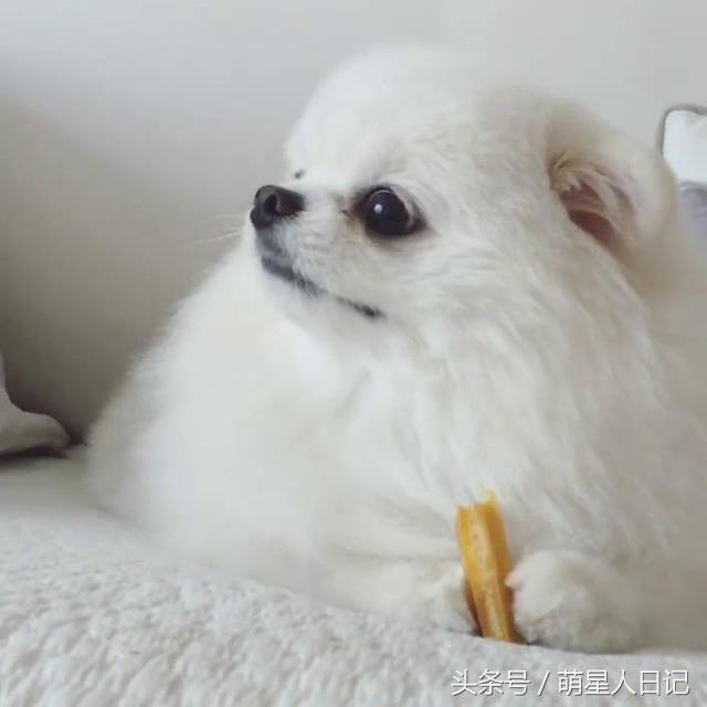 小博美可爱超萌视频,可爱小博美日常生活