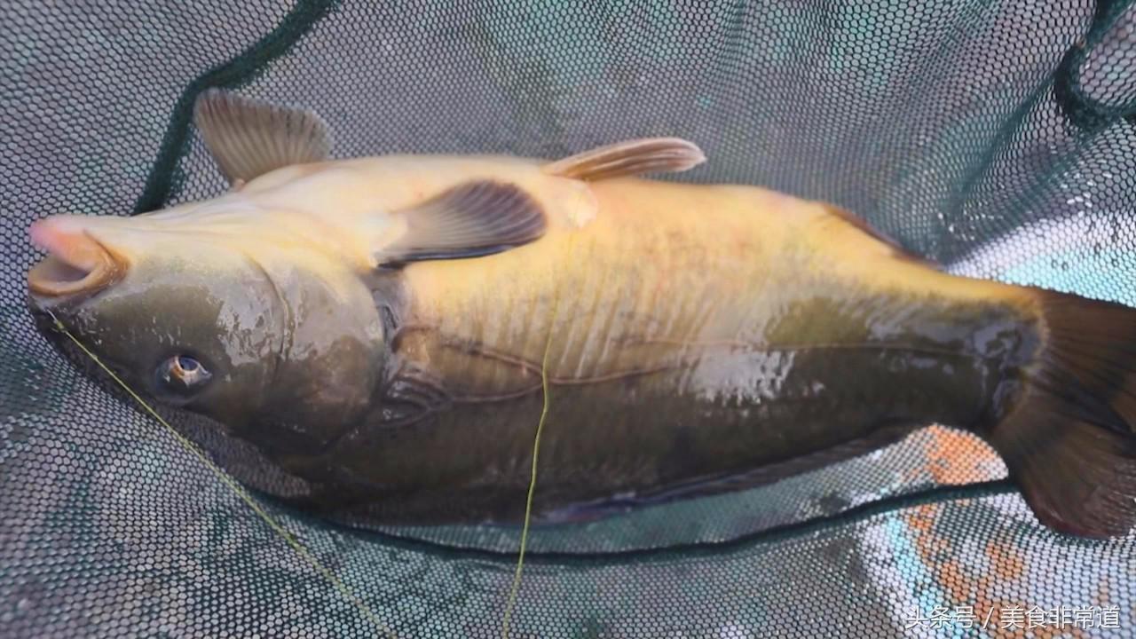 正宗的巫山烤鱼在哪,巫山县正宗烤鱼