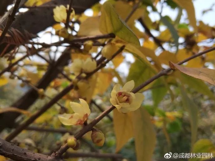 成都腊梅在哪里看,成都赏腊梅有哪些好地方