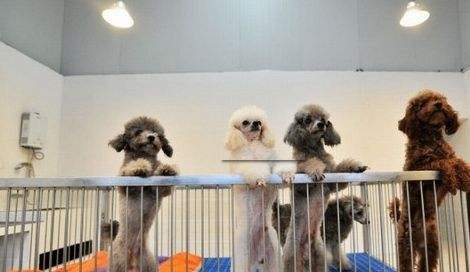 买狗需要提防的套路,买狗的注意事项和细节有哪些