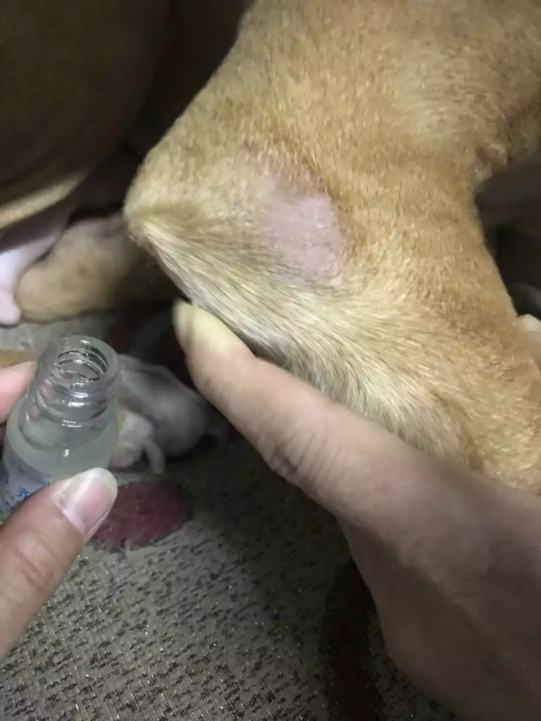 宠物抗菌喷剂的作用,宠物广谱的抗菌喷剂